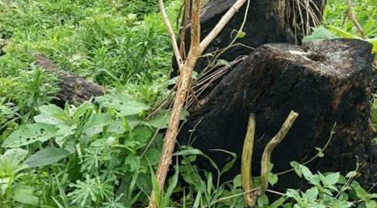 POLÍCIA AMBIENTAL CONSTATA DESTRUIÇÃO DE VEGETAÇÃO NATIVA EM CANDÓI